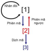 Hình sau đây mô tả những cơ chế di truyền ở cấp độ phân tử. Mỗi kết luận sau là đúng hay sai? (ảnh 1)