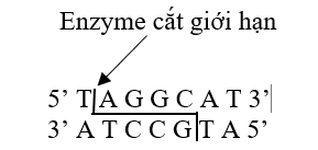 Cho enzyme cắt giới hạn  có các trình tự nhận biết đặc trưng tương ứng; đoạn phân tử DNA chứa gene cần chuyển và vector đều có trình tự nhận biết cho enzyme cắt giới hạn.  (ảnh 1)