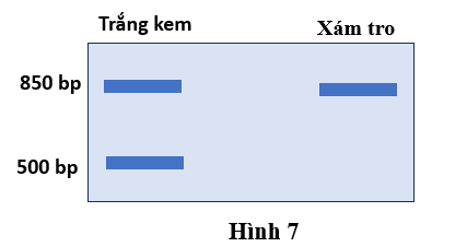 Ở loài chuột đồng núi Trung Á (Microtus arvalis), có hai dạng màu lông phổ biến: xám tro và trắng kem. Các nhà nghiên cứu tiến hành 3 phép lai để tìm hiểu sự di truyền của màu lông như sau: (ảnh 1)