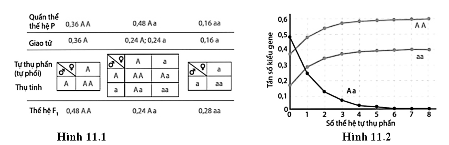 Trong điều kiện không có đột biến, khả năng sống của các kiểu gene  là như nhau, các cá thể có khả năng sinh sản như nhau và quần thể được cách li với các quần thể khác. (ảnh 1)
