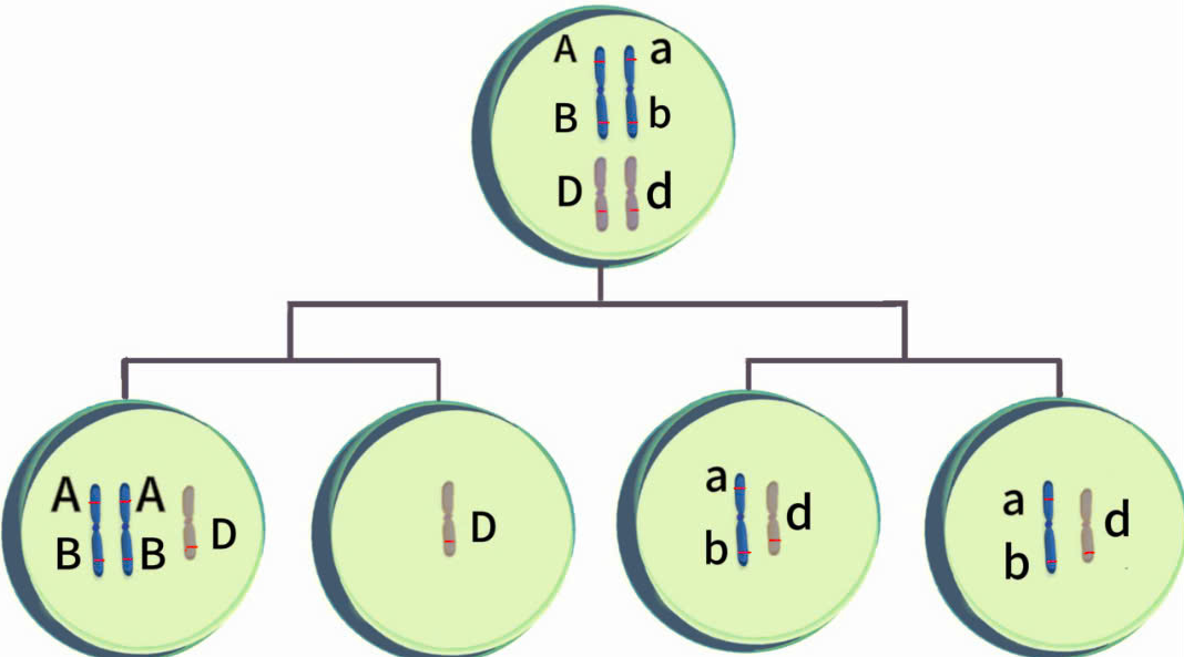 Hình 7 cho thấy 1 tế bào sinh tinh có 2 cặp NST đã giảm phân cho ra 4 giao tử. Theo lí thuyết, nhận định nào sau đây là sai? (ảnh 1)