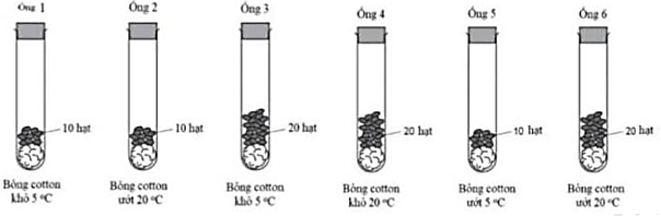 Một thí nghiệm sử dụng các hạt đậu đựng trong 6 ống nghiệm như hình dưới.   Muốn đánh giá sự ảnh hưởng của nhiệt độ lên sự nảy mầm cần so sánh hai ống nghiệm nào sau đây? (ảnh 1)