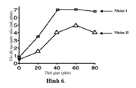 Hai nhóm người trưởng thành khỏe mạnh bình thường (với các thông số sinh lý, độ tuổi, tỷ lệ giới tính là tương đương) tham gia vào một nghiên cứu về chức năng thận. (ảnh 1)
