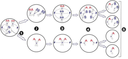 Sơ đồ mô tả sự giảm phân tạo giao tử của tế bào sinh dục. Theo lý thuyết, nhận định nào sau đây là Đúng? (ảnh 1)