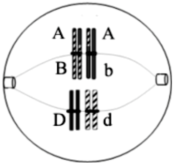 Hình sau mô tả tế bào X của cơ thể lưỡng bội trong một giai đoạn của quá trình giảm phân, có chứa các gene  A, a, B, b, D, d nằm trên các NST. Biết rằng không xảy ra đột biến. Theo lí thuyết, mỗi nhận định sau đây là đúng hay sai khi nói về tế bào X (ảnh 1)
