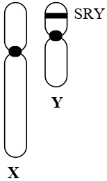 Gene SRY trên vùng không tương đồng của nhiễm sắc thể giới tính Y ở người, được mô tả như Hình 10. Gene SRY hoạt động như “công tắc” khởi động chương trình phát triển sinh dục đực ngay từ giai đoạn phôi thai. (ảnh 1)
