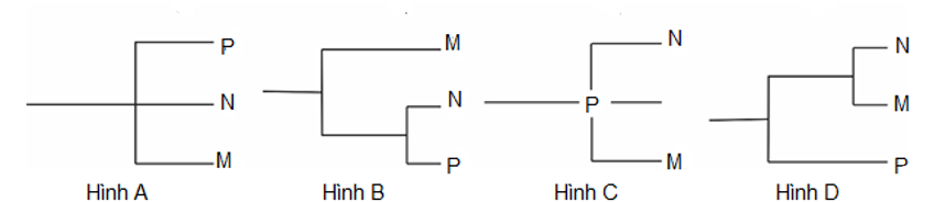 Hiện nay có hai loài voi còn sinh tồn (kí hiệu là M và N) được xếp vào chi Loxodonta và loài thứ ba còn sống sót (kí hiệu là P) được xếp vào chi Elephas. (ảnh 1)