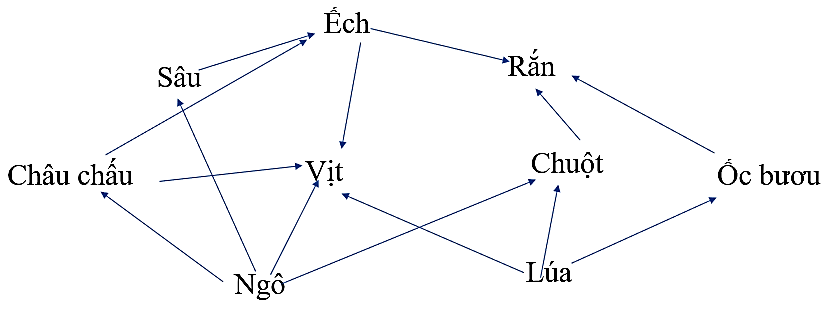 Một lưới thức ăn gồm các loài sinh vật được mô tả ở hình dưới đây. Theo lí thuyết, lưới thức ăn này có mấy chuỗi thức ăn?     (ảnh 1)