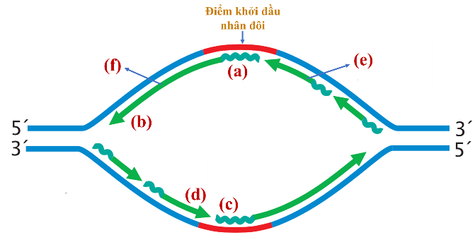 DNA ở sinh vật nhân thực có kích thước lớn, sự nhân đôi diễn ra ở nhiều đơn vị tái bản. Hình dưới minh họa quá trình nhân đôi diễn ra trên một đơn vị nhân đôi. Quan sát thông tin trên hình và cho biết mỗi nhận định sau đây là Đúng hay Sai? (ảnh 1)