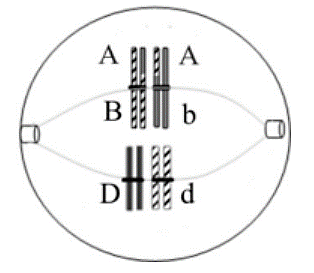 Hình dưới đây mô tả tế bào M ở cơ thể lưỡng bội đang giảm phân. Biết không xảy ra đột biến: A, B, b, D, d là kí hiệu các gene trên các nhiễm sắc thể. Hãy sắp xếp các nhận xét đúng theo thứ tự từ nhỏ đến lớn. (ảnh 1)