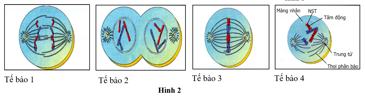 Hình 2 minh họa 4 tế bào của một loài động vật ở các giai đoạn khác nhau của quá trình nguyên phân.    Trình tự nào dưới đây phản ánh đúng thứ tự diễn ra trong quá trình nguyên phân? (ảnh 1)