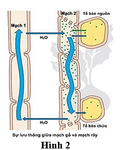 Quan sát hình dưới đây và cho biết nhận định nào sau đây đúng? (ảnh 1)