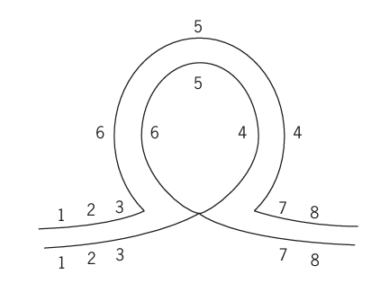 Hình 6 mô tả cấu trúc vòng lặp trong nhiễm sắc thể của ruồi giấm khi các nhiễm sắc thể tương đồng bắt cặp trong giảm phân. Đây là dấu hiệu của một dạng đột biến nhiễm sắc thể. (ảnh 1)