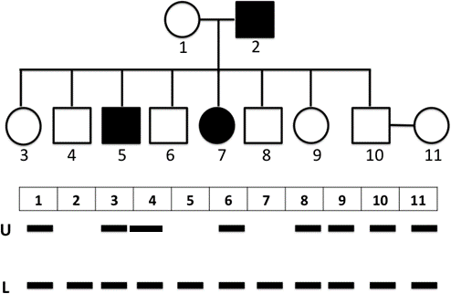 Phả hệ dưới đây cho thấy sự di truyền của một tính trạng bệnh X do 1 gene có 2 alen là U và L trên NST thường quy định. Các số trong bảng dưới phả hệ thể hiện các cá thể (1→11); (ảnh 1)