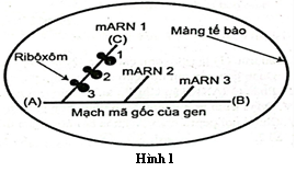 Sơ đồ Hình 1 mô tả quá trình phiên mã và dịch mã trong tế bào của một loài sinh vật (loài X). Quan sát sơ đồ và cho biết mỗi nhận định sau đây là Đúng hay Sai? (ảnh 1)