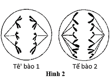 Các tế bào 1 và 2 trong Hình 2 được quan sát từ cùng một cơ thể ở một loài động vật. Bộ NST lưỡng bội (2n) bằng bao nhiêu? (ảnh 1)