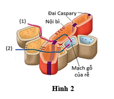 Dựa vào Hình 2, nước và ion khoáng đi theo con đường (1) sẽ bị chặn tại đai Caspary. Khi đó, quá trình vận chuyển tiếp theo sẽ diễn ra như thế nào? (ảnh 1)