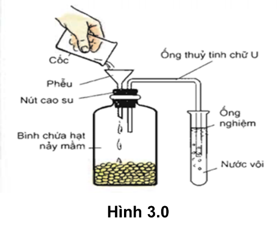 Để tìm hiểu về quá trình hô hấp ở thực vật, một học sinh đã bố trí thí nghiệm trong phòng thực hành như Hình 3.0 (ảnh 1)
