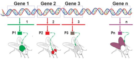 Hình mô tả cấu trúc và chức năng của một vật chất di truyền trong tế bào:   Cho các nhận định sau đây về hình này: (ảnh 1)