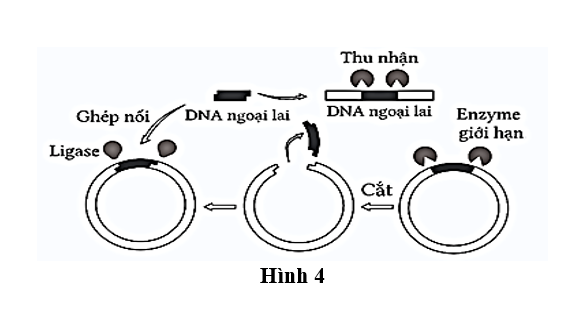 ) Hình 4 mô tả giai đoạn nào sau đây của quy trình công nghệ gene để tạo giống sinh vật biến đổi gene?   A. Tạo plasmid.			B. Tạo thể truyền. C. Tạo DNA tái tổ hợp.		D. Tạo ra sinh vật mang gene biến đổi. (ảnh 1)