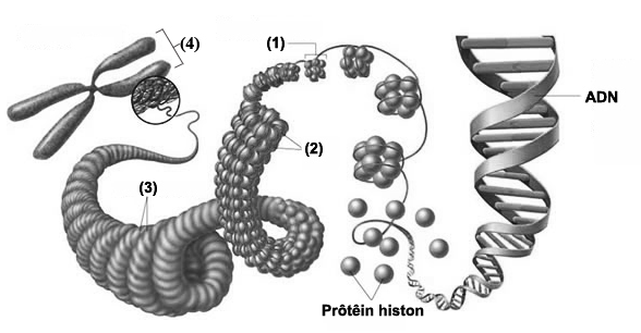 Hình ảnh dưới đây mô tả cấu trúc siêu hiển vi của nhiễm sắc thể ở sinh vật nhân thực. Mỗi nhận định sau đây Đúng hay Sai về hình ảnh này? (ảnh 1)