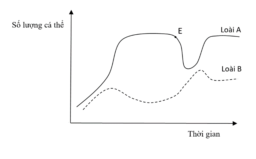 Trong 1 quần xã, có loài A ăn tạp, loài B ăn thực vật có số lượng biến thiên theo đồ thị hình 1.  (ảnh 1)