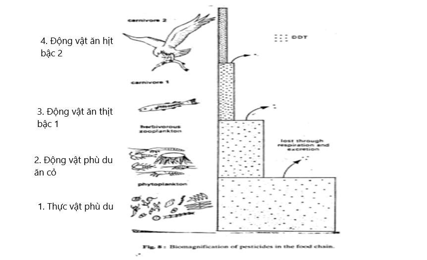Hình bên cho biết sự xâm nhập của thuốc trừ sâu DDT qua chuỗi thức ăn của hệ sinh thái. Thông qua quan hệ dinh dưỡng, các sinh vật trong chuỗi thức ăn này đều bị nhiễm DDT. Mắt xích sinh vật tiêu thụ đầu tiên bị nhiễm DDT thuộc bậc dinh dưỡng cấp mấy? (ảnh 1)