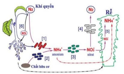 Chu trình nitrogen là một quá trình mà theo đó nitrogen bị biến đổi qua lại giữa các dạng hợp chất hóa học của nó. Việc biến đổi này có thể được tiến hành bởi cả hai quá trình sinh học và phi sinh học.  (ảnh 1)