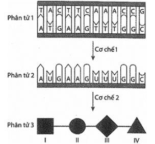 ) Hình bên mô tả quá trình biểu hiện thành tính trạng của cơ thể thông qua hai cơ chế di truyền ở cấp độ phân tử (cơ chế 1 và cơ chế 2). Các đơn phân của phân tử 3 được đánh số la mã từ I đến IV.  (ảnh 1)