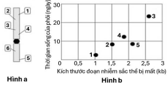 Trong một thí nghiệm, các nhà khoa học đã xử lý phôi của một loài côn trùng gây đột biến mất đoạn NST ở 6 vị trí khác nhau (từ 1 đến 6 như Hình a). (ảnh 1)