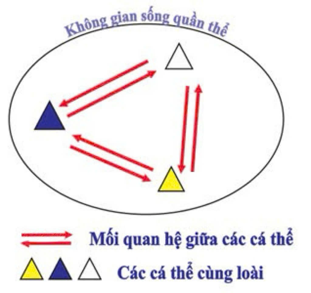 Hình 4 mô tả cho một cấp độ tổ chức sống nào sau đây?   Hình 4 	A. Quần thể.		B. Quần xã.                          C. Hệ sinh thái. 	D. Sinh quyển.  (ảnh 1)