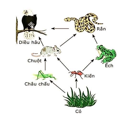 Hình 15 mô tả lưới thức ăn của một hệ sinh thái trong rừng mưa nhiệt đới. Theo lí thuyết, có bao nhiêu loài sinh vật được xếp vào bậc dinh dưỡng cấp 3? (ảnh 1)