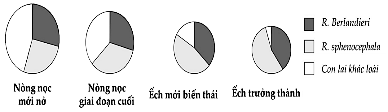 Hai loài ếch báo Rana berlandieri và R. sphenocephala thường có mùa sinh sản không trùng nhau trong khu vực chúng cùng chung sống, nhưng khi sống tách biệt thì cả hai loài đều sinh sản vào mùa xuân và mùa thu. (ảnh 1)