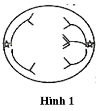 Hình 1 mô tả sự phân li không bình thường của loại cấu trúc nào sau đây?  (ảnh 1)