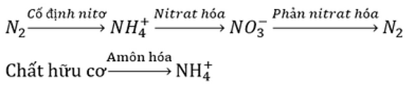 Chu trình nitrogen là một quá trình mà theo đó nitrogen bị biến đổi qua lại giữa các dạng hợp chất hóa học của nó. Việc biến đổi này có thể được tiến hành bởi cả hai quá trình sinh học và phi sinh học.  (ảnh 2)