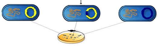 Hình 6 mô tả quá trình nào của công nghệ DNA tái tổ hợp?    Hình 6. A. Chuyển dòng DNA tái tổ hợp.	B. Phân lập dòng DNA tái tổ hợp. C. Kĩ thuật cắt gene.		D. Tạo dòng DNA tái tổ hợp. (ảnh 1)