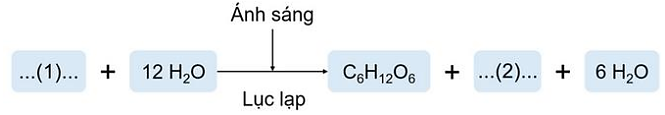 Phương trình tổng quát của quá trình quang hợp như sau: Các vị trí (1) và (2) còn thiếu trong phương trình này lần lượt là: (ảnh 1)