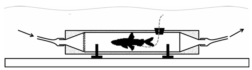 H&igrave;nh 11 m&ocirc; tả một th&iacute; nghiệm đo lượng nồng độ oxygen  của c&aacute; trong buồng h&ocirc; hấp k&iacute;n. C&aacute;c bước th&iacute; nghiệm tiến h&agrave;nh như sau: (ảnh 1)