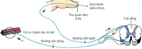 Khi bị kim châm vào ngón tay, thì ngón tay sẽ co lại như hình dưới. Hiện tượng trên được mô tả là một cung phản xạ tự vệ, phát biểu nào sau đây đúng? (ảnh 1)
