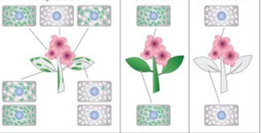 Khi nghiên cứu về các tế bào lục lạp hoang dã (lục lạp bình thường và lá cây màu xanh) và lục lạp bị đột biến (lá cây màu trắng, lục lạp có màu trắng) trong 3 nhánh cây.  (ảnh 1)
