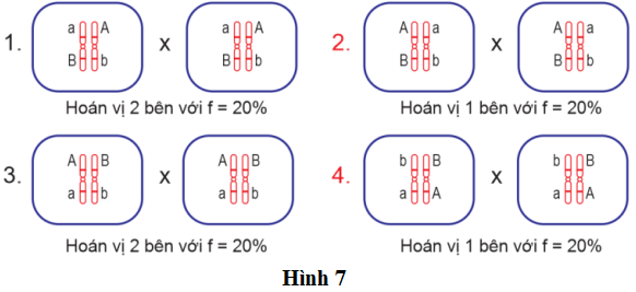 Khi giao phấn giữa 2 cây lưỡng bội cùng loài thu được F1 có tỉ lệ : 70% thân cao, quả tròn : 20% thân thấp quả bầu dục : 5% thân cao, quả bầu dục : 5% thân thấp, quả tròn. (ảnh 1)