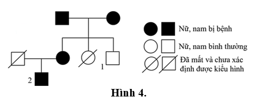 Hình 4 mô tả phả hệ của một gia đình, xét một gene  gồm hai allele, trong đó có một allele quy định tính trạng bệnh X và nằm trên nhiễm sắc thể thường. Biết rằng, không có đột biến xảy ra.   (ảnh 1)