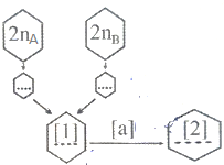 Hình mô tả con đường hình thành loài bằng lai xa và đa bội hóa sau đây:   Nếu cơ thể 2nA = 20 và 2nB = 30 thì cơ thể [2] có bao nhiêu NST? (ảnh 1)