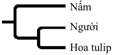 Cây phát sinh chủng loại nào sau đây mô tả hợp lý nhất về mối quan hệ họ hàng giữa ba loài? (ảnh 3)