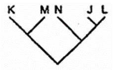 Trong các sơ đồ sau đây, sơ đồ nào phù hợp nhất thể hiện mối quan hệ tiến hóa của 5 loài trên? A. B. C. D. (ảnh 3)