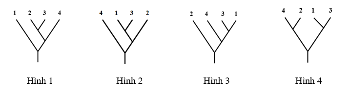 Cây phát sinh chủng loại nào sau đây là phù hợp nhất với kết quả điện di trên? A. Hình 1. B. Hình 2. C. Hình 3. D. Hình 4. (ảnh 1)