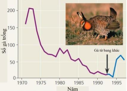 Các nhà nghiên cứu đã quan sát quần thể gà thảo nguyên ở Illinois (Mỹ). Kết quả nghiên cứu cho thấy có sự suy giảm đa dạng di truyền dựa trên phân tích DNA từ các mẫu vật trong bảo tàng được thu thập trong giai đoạn 1930−1960 (ảnh 1)