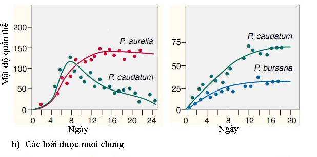 Khi nghiên cứu mối quan hệ sinh thái giữa các loài có quan hệ gần gũi, nhà khoa học Gause đã tiến hành nuôi 3 loài trùng cỏ: Paramecium aurelia, Paramecium bursaria,  (ảnh 2)
