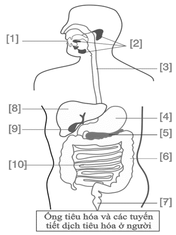 Tiêu hóa là quá trình biến đổi thức ăn chứa các chất dinh dưỡng có cấu tạo phức tạp thành những phân tử nhỏ, đơn giản mà cơ thể hấp thụ được. (ảnh 1)