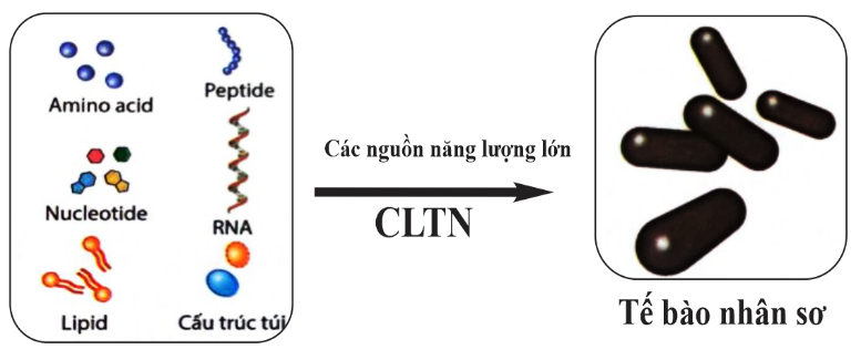 Hình dưới đây mô tả giai đoạn nào của quá trình phát sinh sự sống trên Trái Đất?   A. Tiến hóa hóa học. B. Tiến hóa tiền sinh học     C. Tiến hóa sinh học.  D. Tiến hóa hậu sinh học. (ảnh 1)